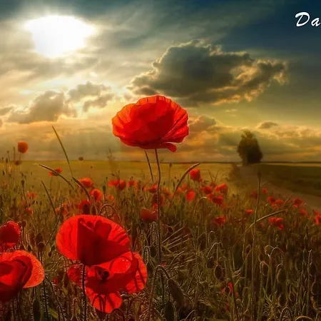 Pansiyon Dardanelles1915 Çanakkale